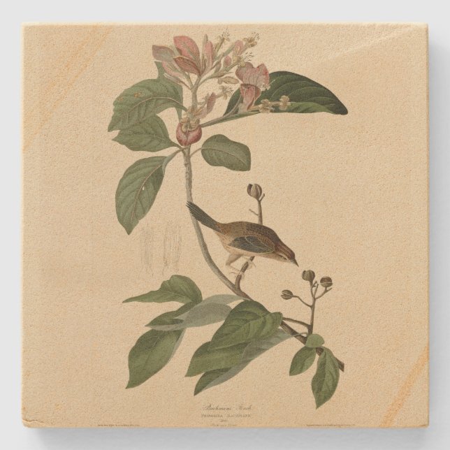 Bachman's Finch (Sparrow) Audubon Birds of America Stone Coaster (Front)