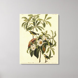 Bachman's Warbler, from Audubon's Birds of America Canvas Print