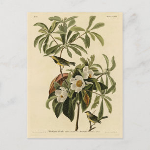 Bachman's Warbler, from Audubon's Birds of America Postcard