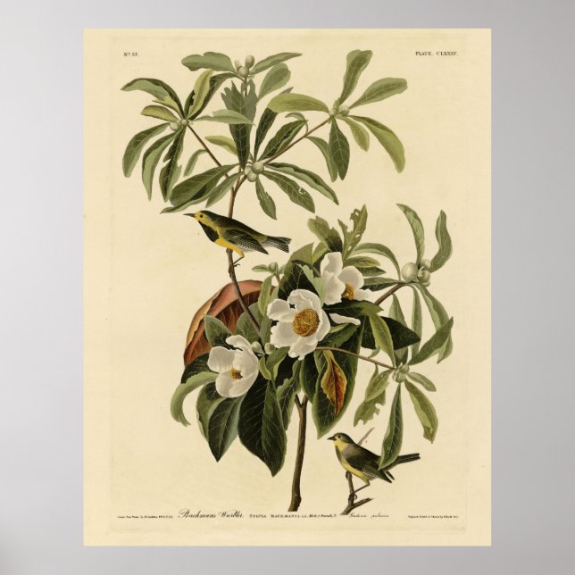 Bachman's Warbler, from Audubon's Birds of America Poster (Front)