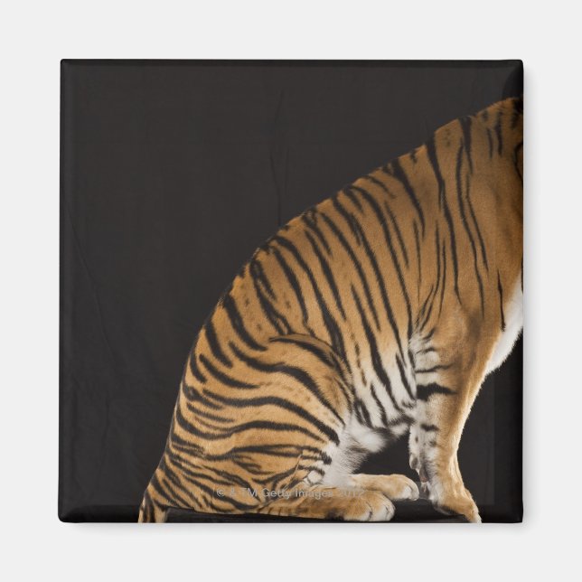 Back end of tiger sitting on platform magnet (Front)