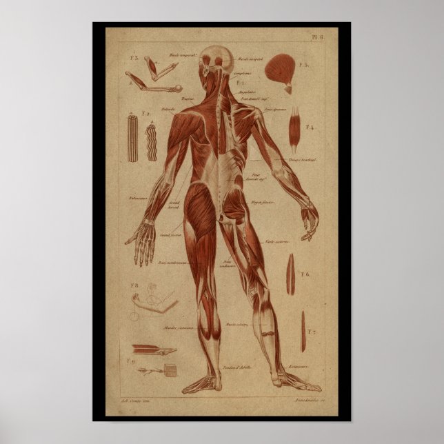 Back Muscles Vintage Human Anatomy Print (Front)