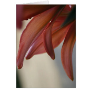 Back of Pink Tiger lily Imaginative Imagery cards