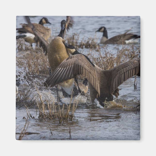 Back Off Magnet (Front)