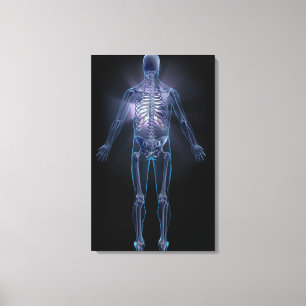 Back view of a human skeleton canvas print