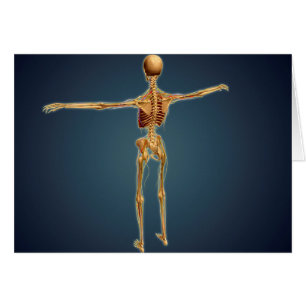 Back View Of Human Skeleton With Nervous System