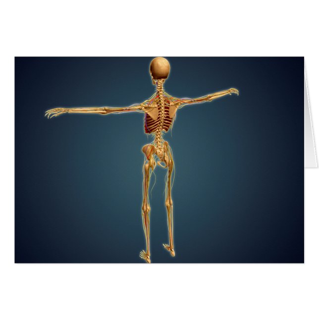 Back View Of Human Skeleton With Nervous System (Front Horizontal)
