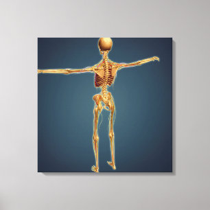 Back View Of Human Skeleton With Nervous System Canvas Print
