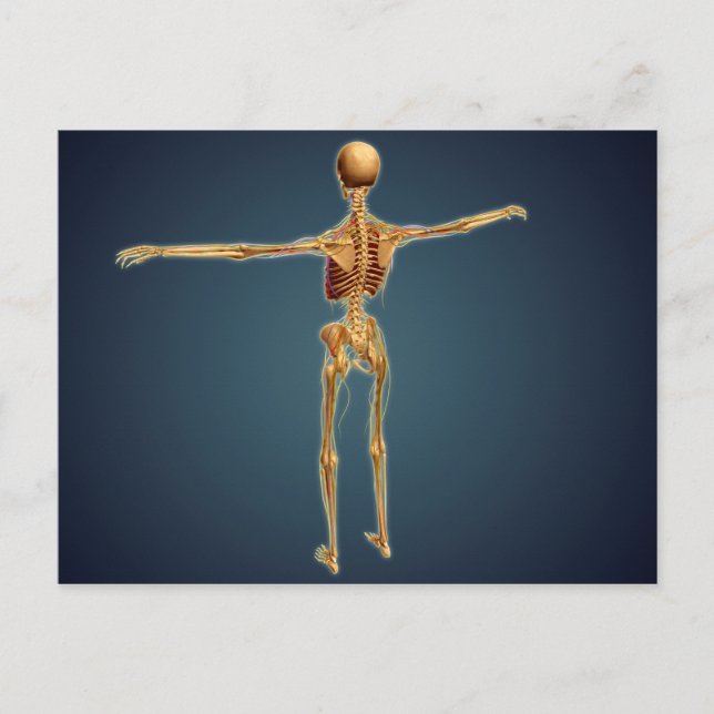 Back View Of Human Skeleton With Nervous System Postcard (Front)