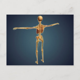 Back View Of Human Skeleton With Nervous System Postcard