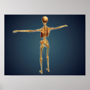 Back View Of Human Skeleton With Nervous System Poster