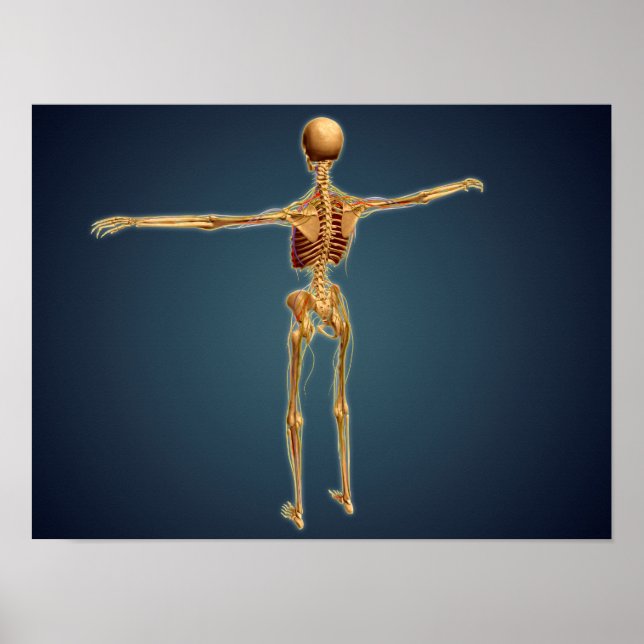 Back View Of Human Skeleton With Nervous System Poster (Front)