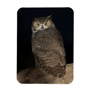 Back yard Great Horned Owl Magnet