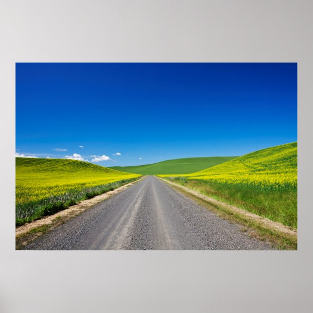 Backcountry road through Spring Canola Fields Poster (Front)