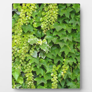 Background of Japanese creeper Plaque
