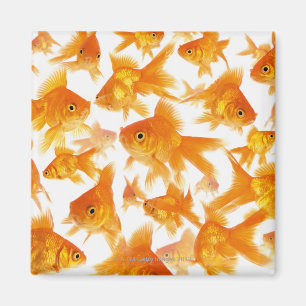 Background Showing a Large Group of Goldfish Magnet