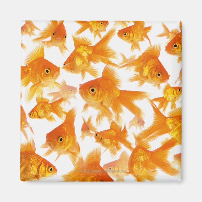 Background Showing a Large Group of Goldfish Magnet (Front)
