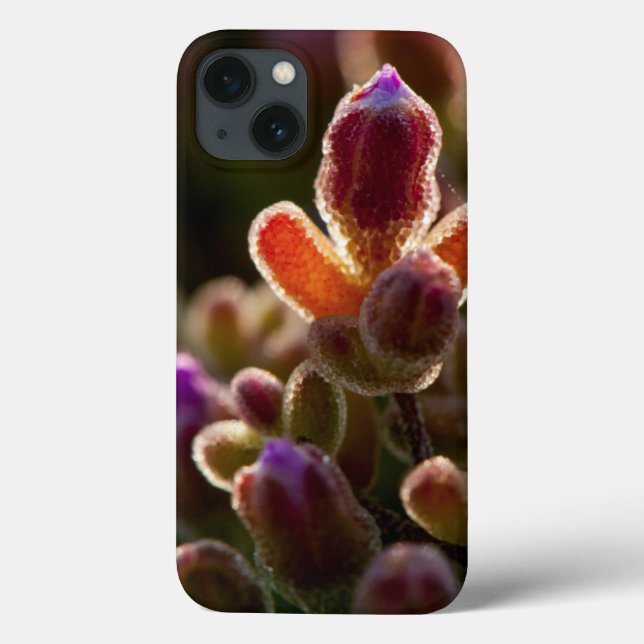 Backlit Colourful Succulent Flower Bud With Rim Case-Mate iPhone Case (Back)