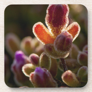 Backlit Colourful Succulent Flower Bud With Rim Coaster