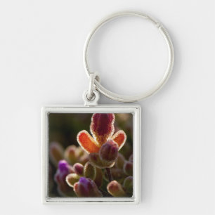 Backlit Colourful Succulent Flower Bud With Rim Keychain