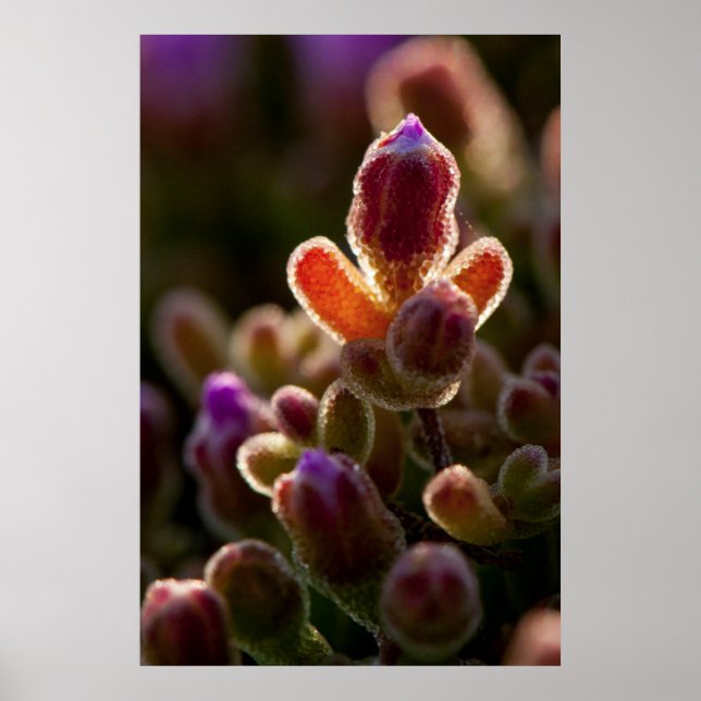 Backlit Colourful Succulent Flower Bud With Rim Poster (Front)
