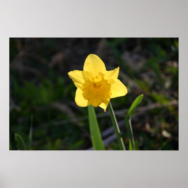 Backlit Daffodil poster (Front)