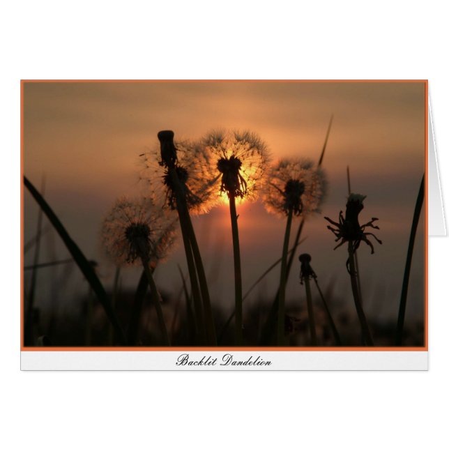 Backlit Dandelion (Front Horizontal)