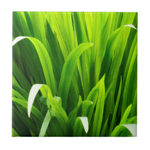 Backlit Leaves in Garden Tile