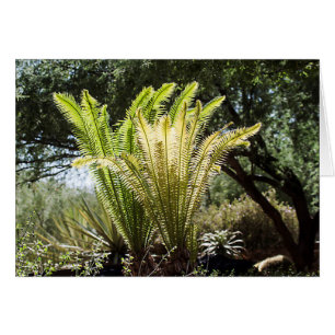 Backlit palms