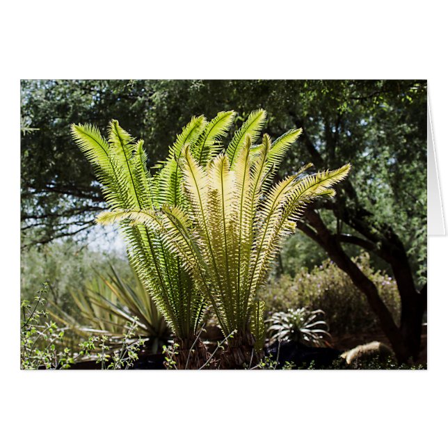 Backlit palms (Front Horizontal)