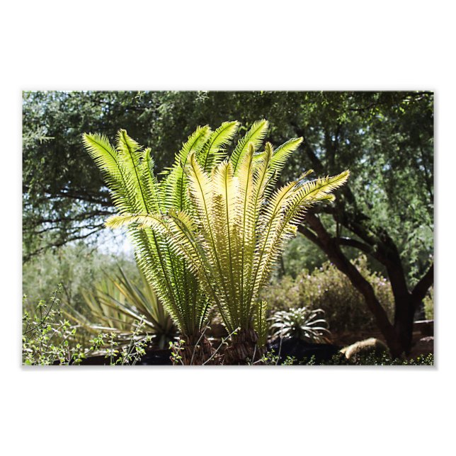 Backlit palms photo print (Front)