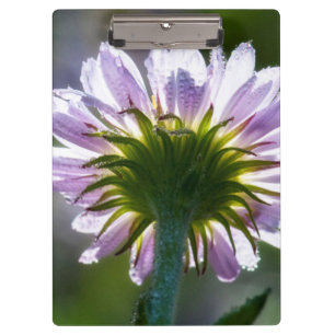 Backlit Purple Wildflower With Dewdrops Clipboard