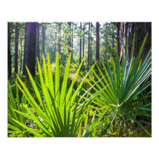 Backlit Saw Palmetto Fronds Photo Print