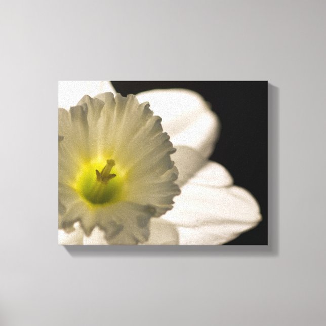 Backlit White Daffodil Flower Canvas Print (Front)