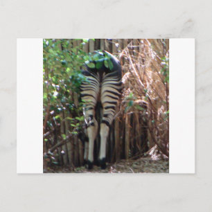 Backside of Okapi Postcard
