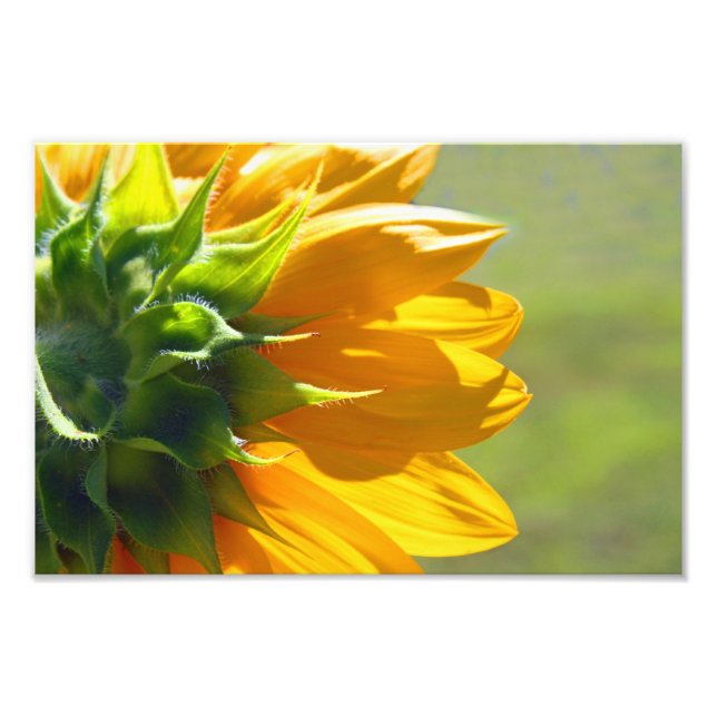 Backside of Sunflower Photo Print (Front)