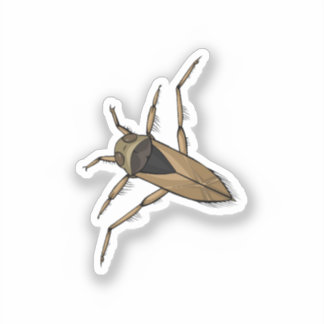 Backswimmer vector illustration