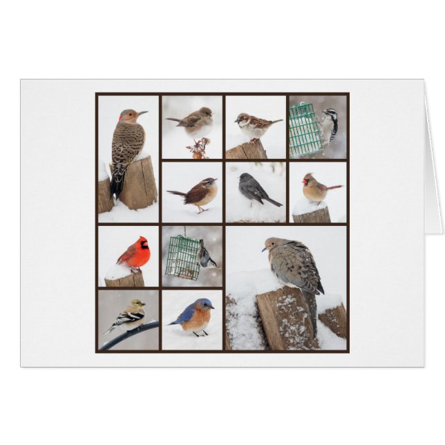 Backyard Birds in Snow (Front Horizontal)