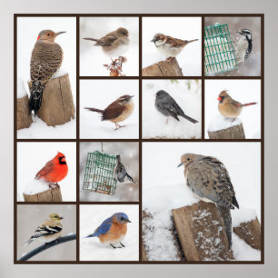 Backyard Birds in Snow Poster