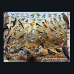 Backyard Birds of Alberta Poster<br><div class="desc">Backyard Birds of Alberta identification poster.   This is a great poster for anyone feeding birds in Alberta.  It highlights most of the common birds that can be found frequenting feeders and backyards</div>