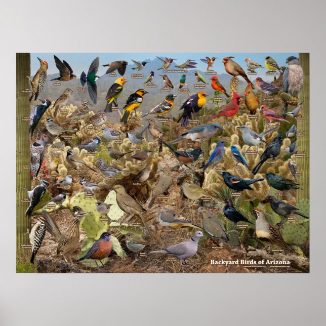 Backyard Birds of Arizona ID Poster (Front)