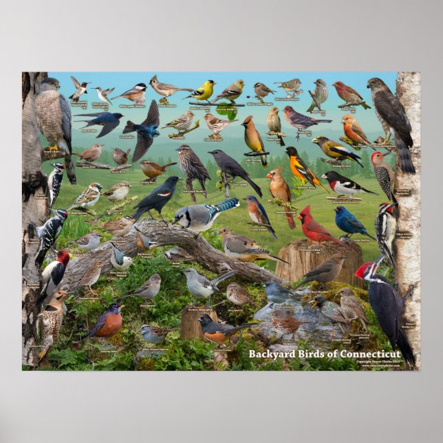 Backyard Birds of Connecticut Poster (Front)