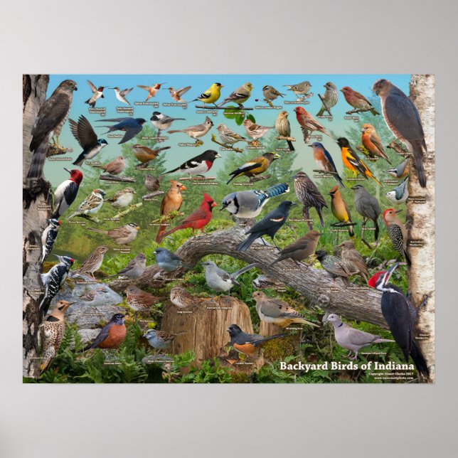 Backyard Birds of Indiana Poster (Front)