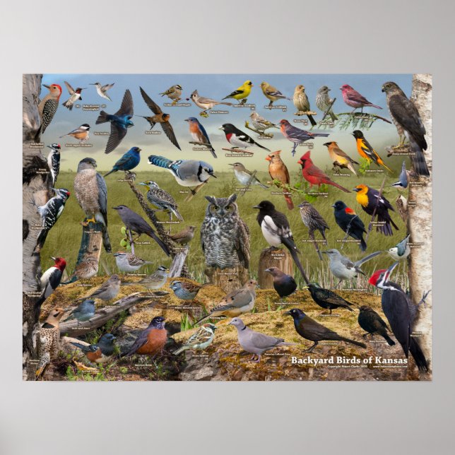 Backyard Birds of Kansas Poster (Front)
