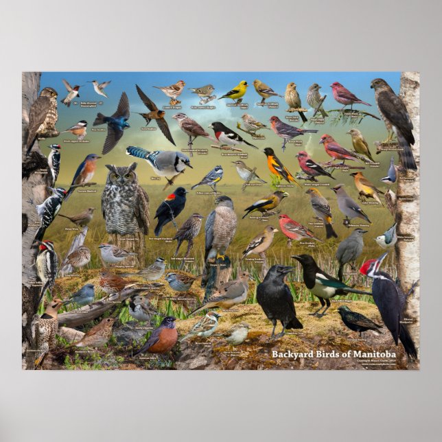 Backyard Birds of Manitoba Poster (Front)