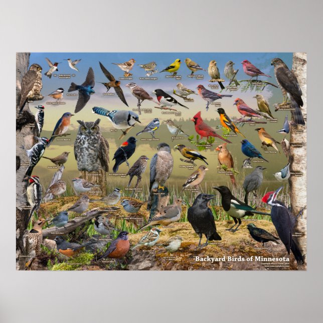 Backyard Birds of Minnesota Poster (Front)