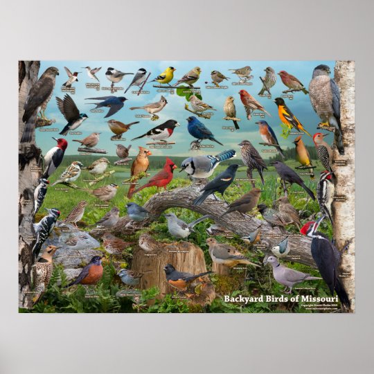 Backyard Birds of Missouri Poster Zazzle.ca