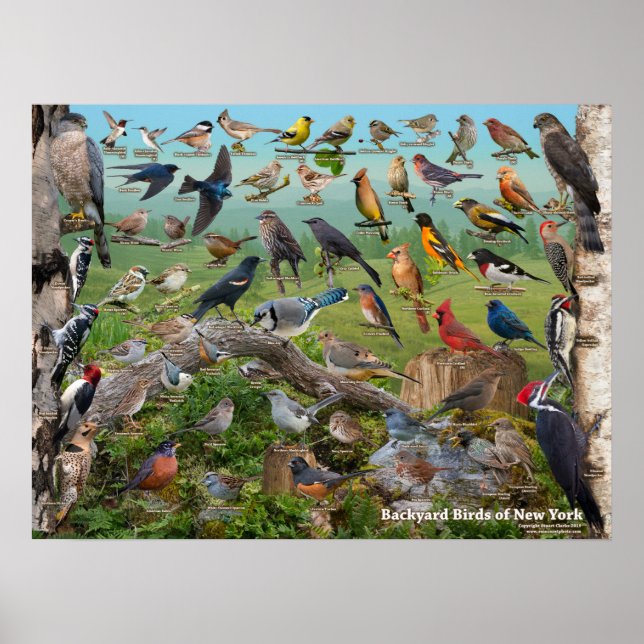 Backyard Birds of New York State Poster (Front)