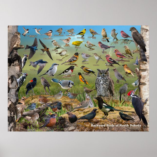 Backyard Birds of North Dakota Poster (Front)