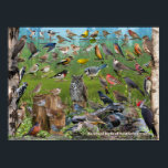Backyard Birds of Northern Ontario Poster<br><div class="desc">Backyard Birds of Northern Ontario identification poster.  This poster features many of the birds you would in the backyards of Northern Ontario.  A great gift for the nature lover.</div>